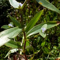 Cyanotis villosa (Spreng.) Schult. & Schult.f.